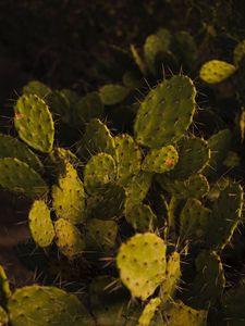 Preview wallpaper opuntia, cactus, spines, plant