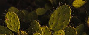 Preview wallpaper opuntia, cactus, spines, plant