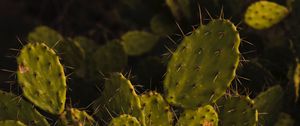 Preview wallpaper opuntia, cactus, spines, plant