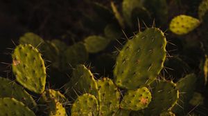 Preview wallpaper opuntia, cactus, spines, plant