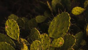 Preview wallpaper opuntia, cactus, spines, plant