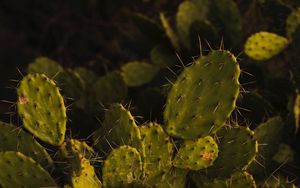 Preview wallpaper opuntia, cactus, spines, plant
