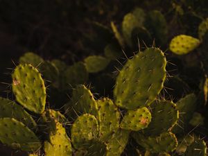 Preview wallpaper opuntia, cactus, spines, plant