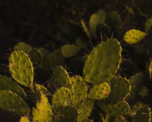 Preview wallpaper opuntia, cactus, spines, plant