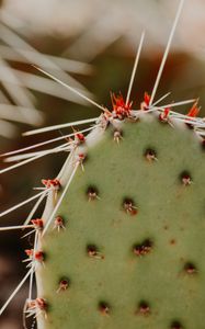 Preview wallpaper opuntia, cactus, spines, plant, macro
