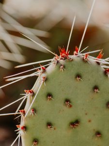 Preview wallpaper opuntia, cactus, spines, plant, macro