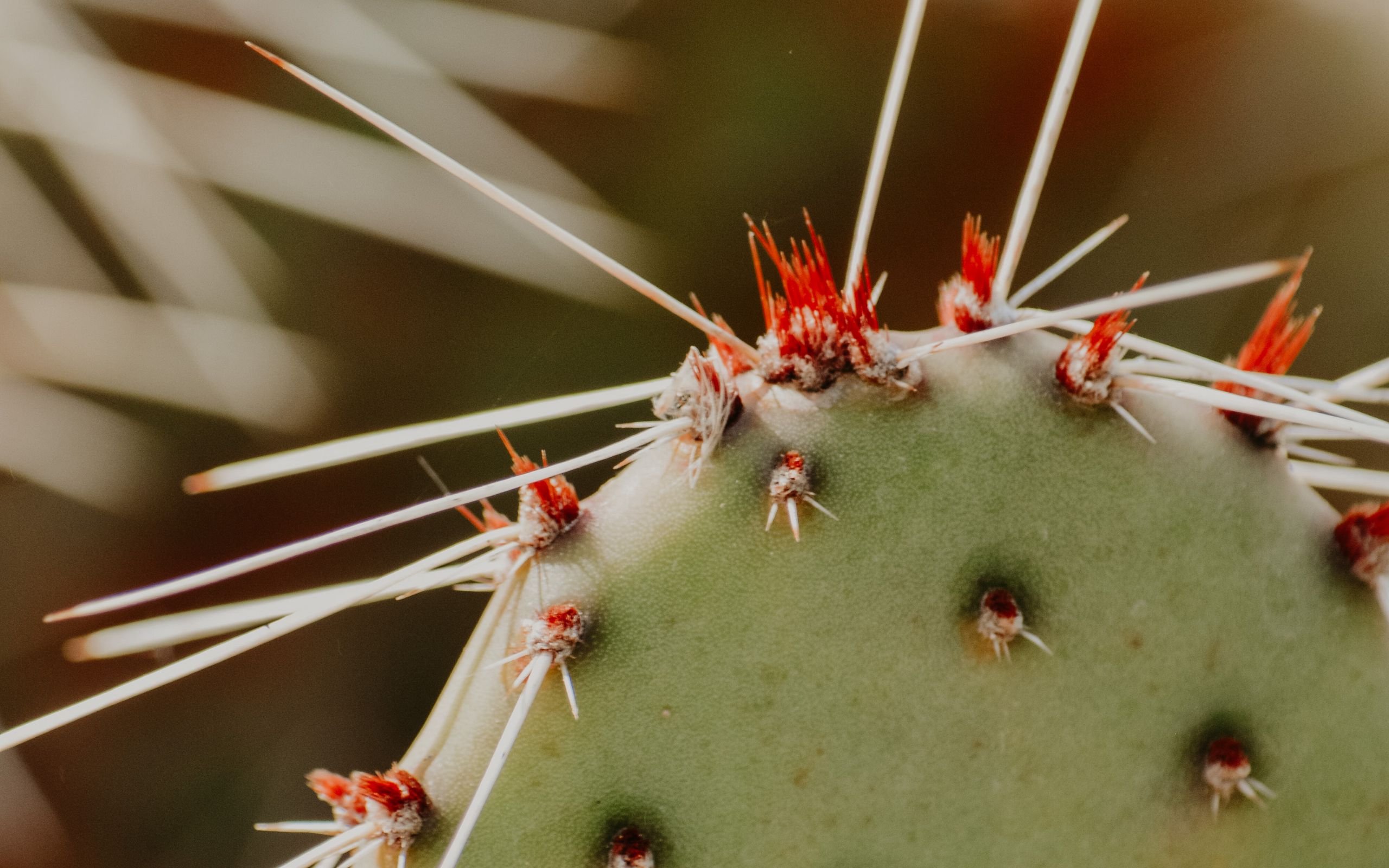 Download wallpaper 2560x1600 opuntia, cactus, spines, plant, macro