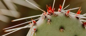 Preview wallpaper opuntia, cactus, spines, plant, macro