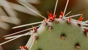 Preview wallpaper opuntia, cactus, spines, plant, macro