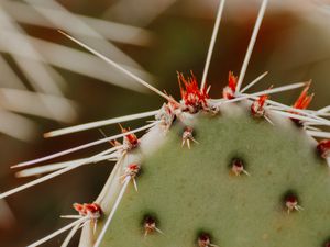 Preview wallpaper opuntia, cactus, spines, plant, macro