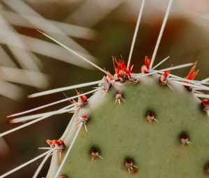 Preview wallpaper opuntia, cactus, spines, plant, macro