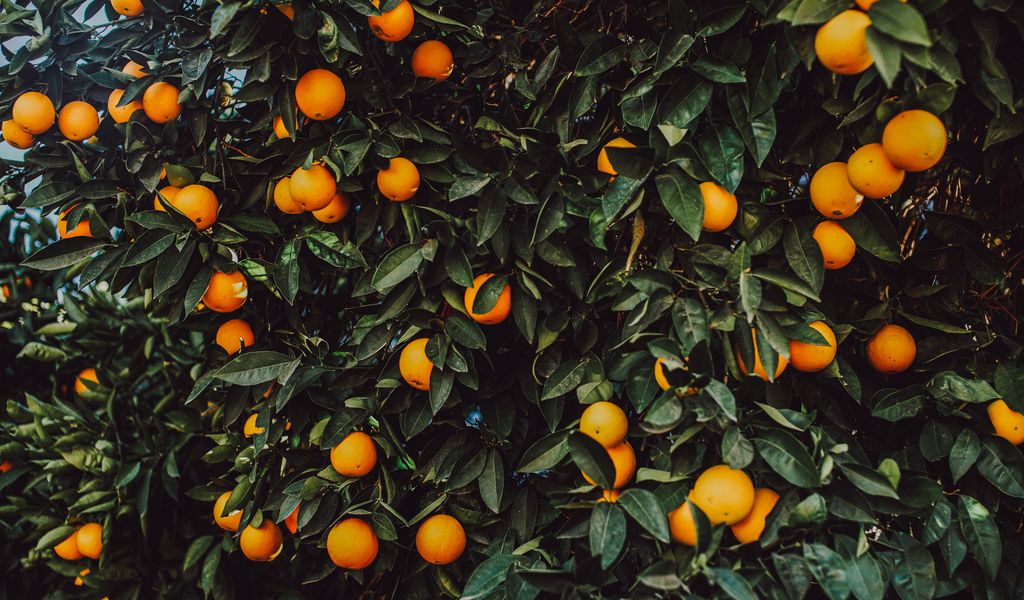 1024x600 Wallpaper orange, bush, fruit, plant
