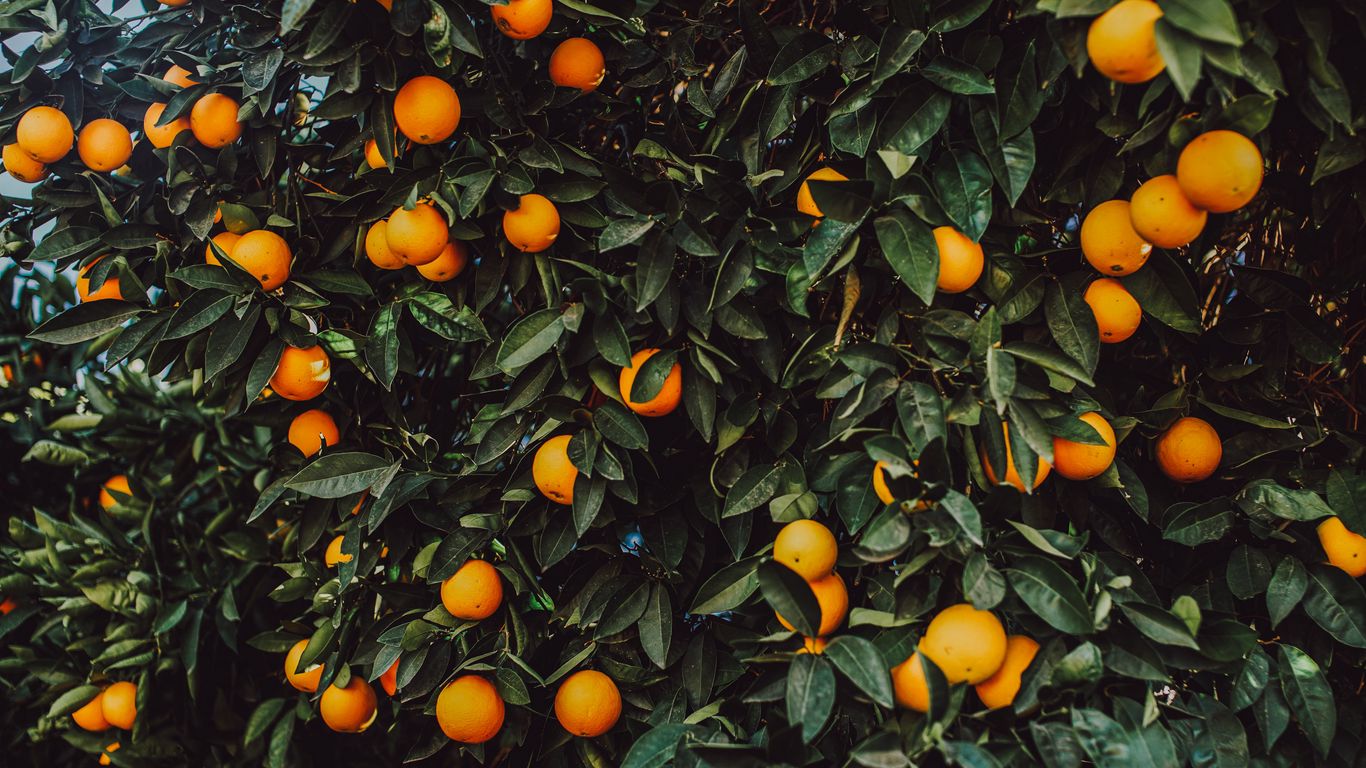 1366x768 Wallpaper orange, bush, fruit, plant