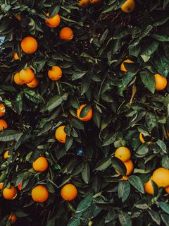 240x320 Wallpaper orange, bush, fruit, plant