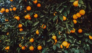 Preview wallpaper orange, bush, fruit, plant