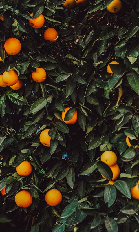 480x800 Wallpaper orange, bush, fruit, plant