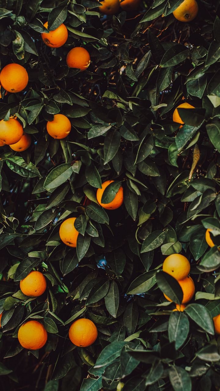 720x1280 Wallpaper orange, bush, fruit, plant