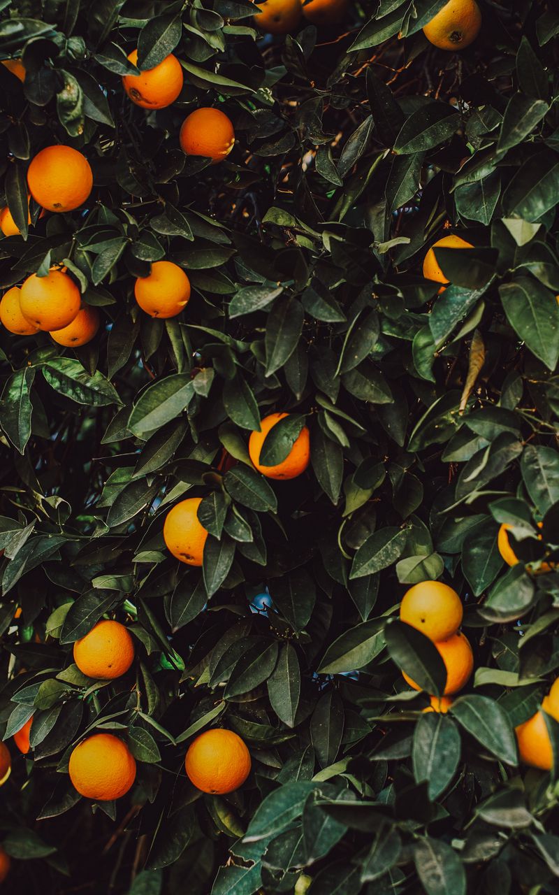 800x1280 Wallpaper orange, bush, fruit, plant