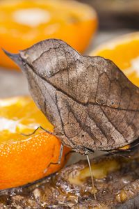 Preview wallpaper orange, butterfly, citrus