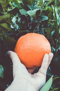 Preview wallpaper orange, citrus, branches, hand