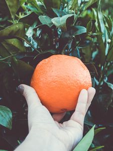 Preview wallpaper orange, citrus, branches, hand