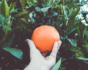 Preview wallpaper orange, citrus, branches, hand