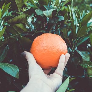 Preview wallpaper orange, citrus, branches, hand