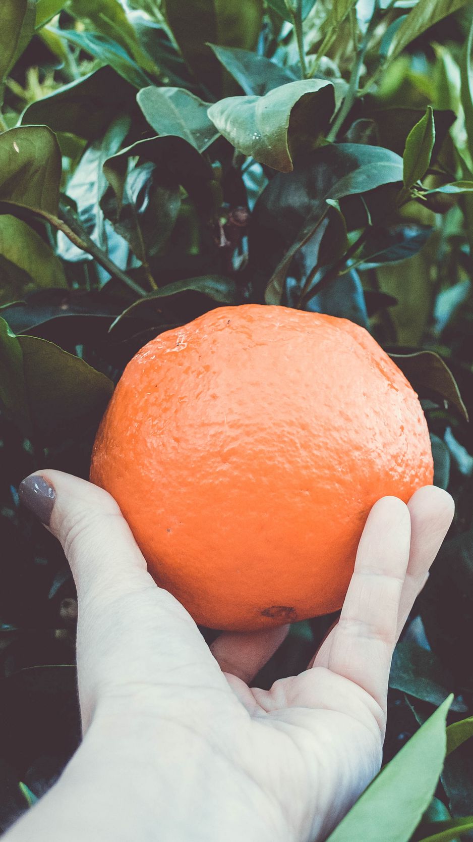 938x1668 Wallpaper orange, citrus, branches, hand