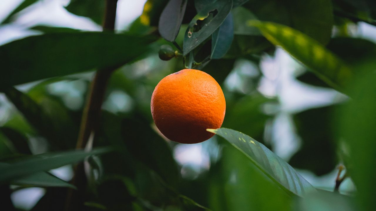 Wallpaper orange, citrus, fruit, tree, leaves