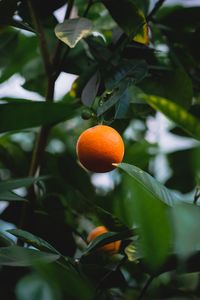 Preview wallpaper orange, citrus, fruit, tree, leaves