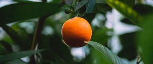 Preview wallpaper orange, citrus, fruit, tree, leaves