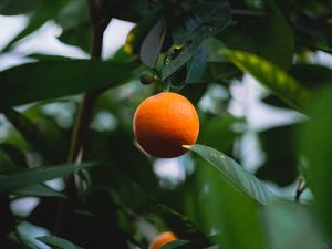 Preview wallpaper orange, citrus, fruit, tree, leaves