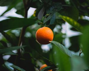 Preview wallpaper orange, citrus, fruit, tree, leaves