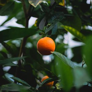 Preview wallpaper orange, citrus, fruit, tree, leaves