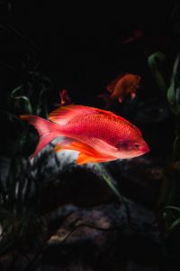 Preview wallpaper orange fish, fish, aquarium, water