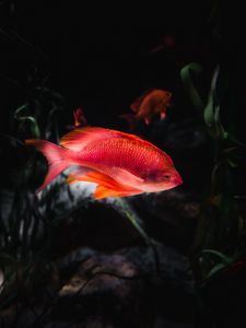 Preview wallpaper orange fish, fish, aquarium, water