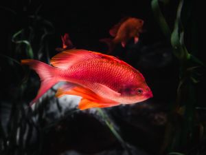 Preview wallpaper orange fish, fish, aquarium, water