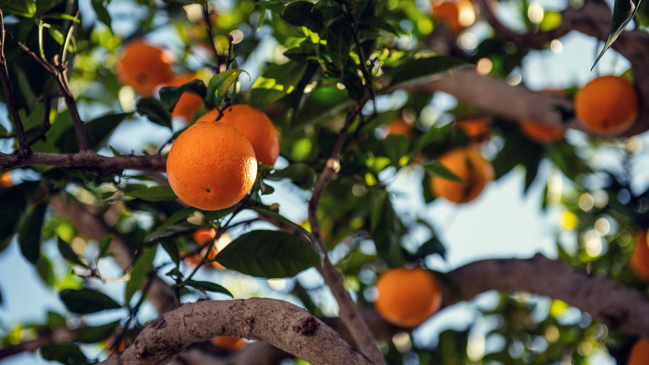 Wallpaper orange, fruit, tree, branch