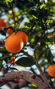 Preview wallpaper orange, fruit, tree, branch