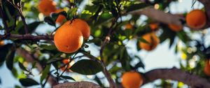 Preview wallpaper orange, fruit, tree, branch