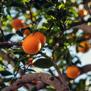 Preview wallpaper orange, fruit, tree, branch
