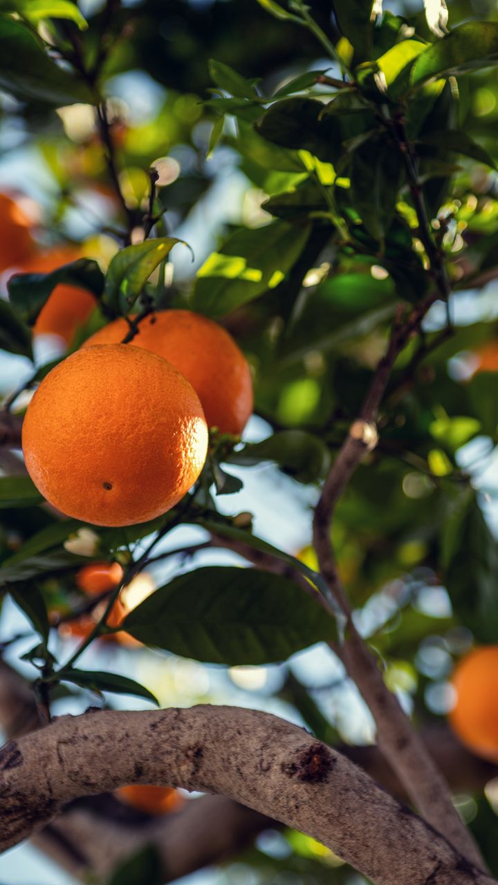 720x1280 Wallpaper orange, fruit, tree, branch