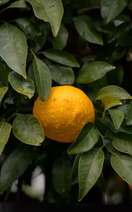 Preview wallpaper orange, leaves, drops, citrus