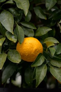 Preview wallpaper orange, leaves, drops, citrus