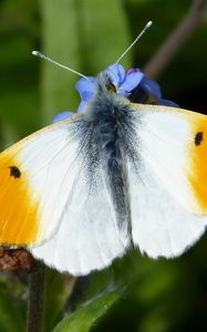 Preview wallpaper orange tip, butterfly, wings, macro