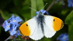 Preview wallpaper orange tip, butterfly, wings, macro