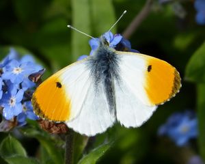 Preview wallpaper orange tip, butterfly, wings, macro