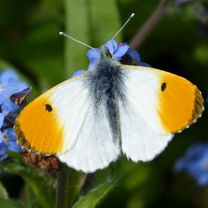 Preview wallpaper orange tip, butterfly, wings, macro