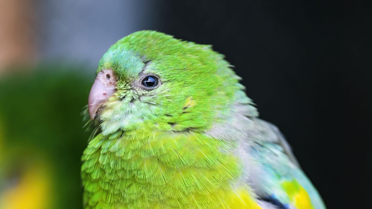 Wallpaper orange-bellied parrot, parrot, bird