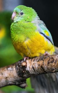 Preview wallpaper orange-bellied parrot, parrot, bird